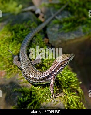 Common wall lizard Podarcis muralis Stock Photo