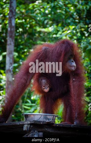 Female Orang Utang with baby in jungle of Borneo Stock Photo