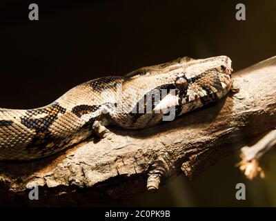 Head of indian python (black-tailed) - large nonvenomous python species (Python molurus) Stock Photo