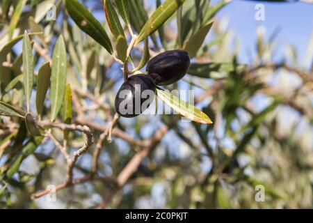 Detail of olea europaea or olive tree ripe fruits and green foliage Stock Photo