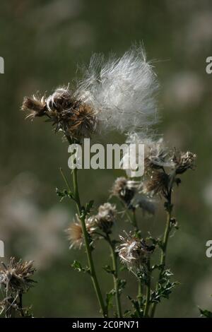 Thistle flying seeds Stock Photo