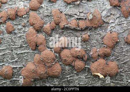 Hypoxylon fuscum, known as the hazel woodwart, wild fungus from Finland Stock Photo