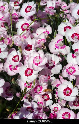 pink and white carnation flowers in close-up Stock Photo