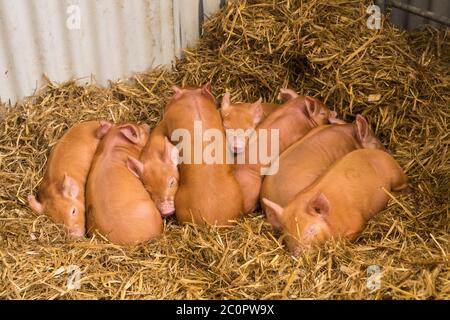 Tamworth piglets sleeping on straw bedding, Dumfries & Galloway, Scotland Stock Photo