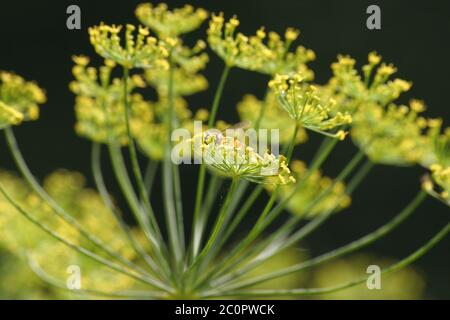 garden dill Stock Photo