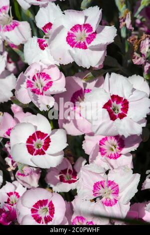 pink and white carnation flowers in close-up Stock Photo