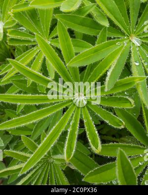 Rain drops on a Lupin leaf Stock Photo