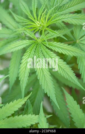 Detail of growing cannabiis plant  green leaves Stock Photo