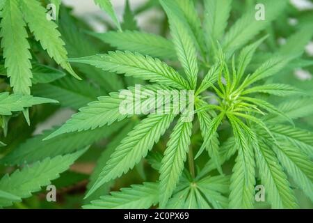 Detail of growing cannabiis plant  green leaves Stock Photo