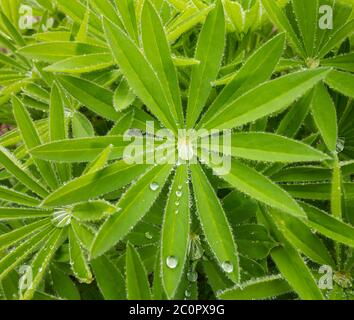 Rain drops on a Lupin leaf Stock Photo