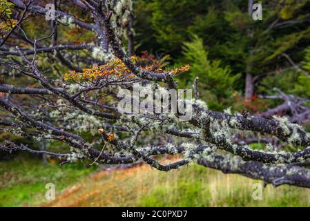 Patagonian lichen Usnea, Old Man Beard, hanging from the branches of the Nothofagus trees in magical austral forest in Tierra del Fuego National Park, Stock Photo