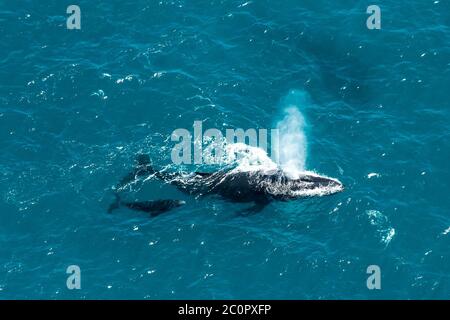 Humpback whale mother and calf, St. Mary's Island, Madagascar Stock Photo