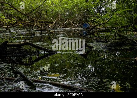 Green Swamp Stock Photo