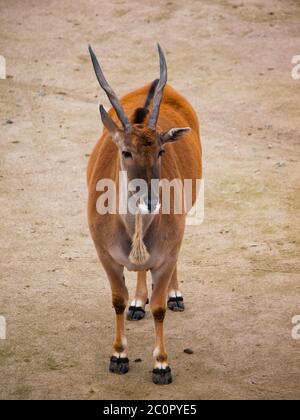 Common eland antelope, southern eland, taurotragus derbianus or taurotragus oryx Stock Photo