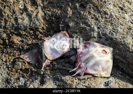 Dead Stingray Fish Stock Photo