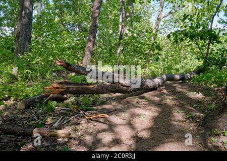 Fallen tree after a wind storm blocking a walking path in Montreal park Stock Photo