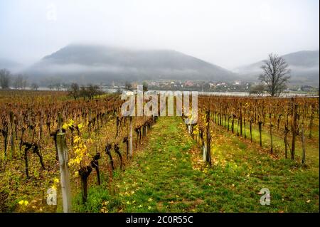 Vineyards in the town of Dürnstein in the Wachau Valley wine region of Austria along the Danube River Stock Photo