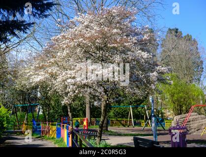 Children’s playground with flowering  Shadbush trees located in Pinner Memorial Park, Pinner, North West London, UK Stock Photo