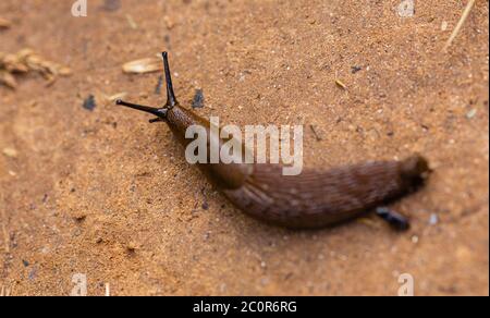 Brown snail without shell. European fauna. Stock Photo