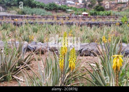 Aloe vera farm in bloom Stock Photo