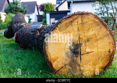 A big cut down tree. Clean up in the city park after the storm. A big flop. Pien without branches. Stock Photo