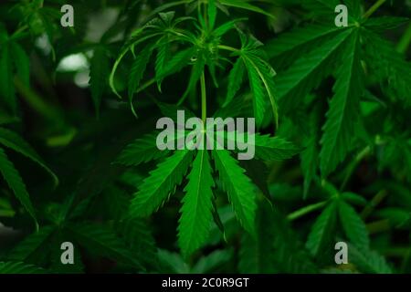 Leaves and blooming marijuana close-up. Growing organic cannabis. Drug use for medicine. Stock Photo