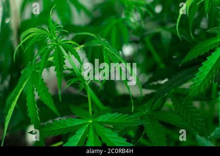 Cannabis leaves background. Organic grow. Vegetation and flowering of marijuana. Stock Photo