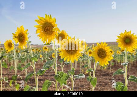 Helianthus or sunflowers ripening crops in the field Stock Photo