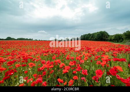 Stunning colourful field of red poppies, wildflower meadow, Hampshire, UK Stock Photo