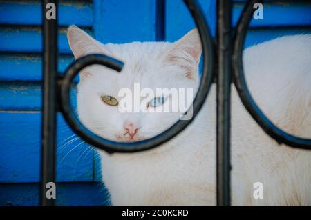heterochromia. cat with different colored eyes looks at the camera in morocco Stock Photo