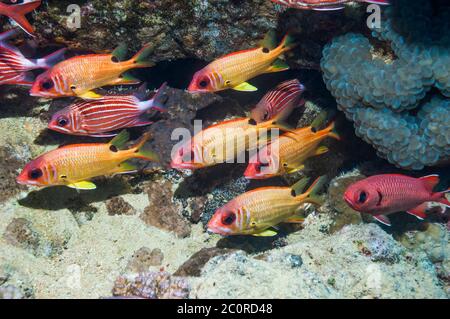 Blackspot squirrelfish [Sargocentron marisrubri] a Red Sea endemic, with Crown squirrelfish [Sargocentron diadema] and a Red soldierfish [Myripristes Stock Photo
