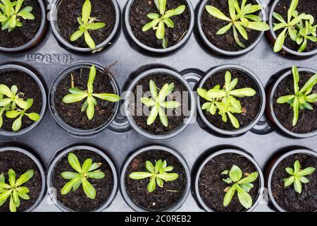 Lychnis flos-cuculi. Young Ragged Robin plants. Stock Photo