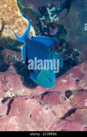 Redtooth triggerfish, Blue triggerfish [Odonus niger].  North Sulawesi, Indonesia. Stock Photo