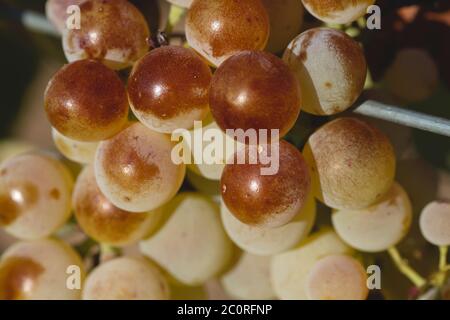 Bunch of grapes ripening in the vine Stock Photo