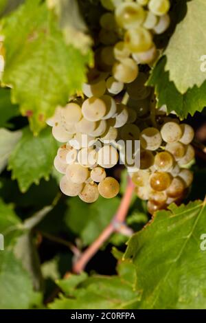 Bunch of grapes ripening in the vine Stock Photo