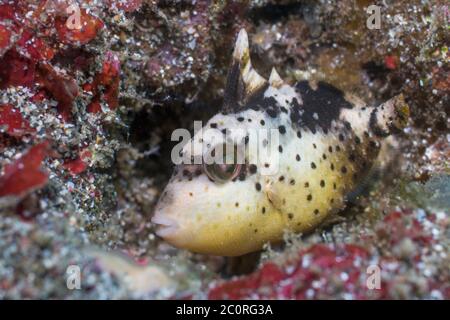 Juvenile Titan Triggerfish [Balistoides viridescens].  Lembeh Strait, North Sulawesi, Indonesia. Stock Photo