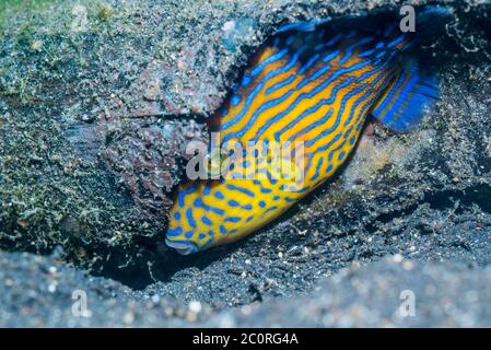 Juvenile Blue or Rippled Triggerfish [Pseudobalistes fuscus] trying to hide in hole.  Lembeh Strait, North Sulawesi, Indonesia. Stock Photo