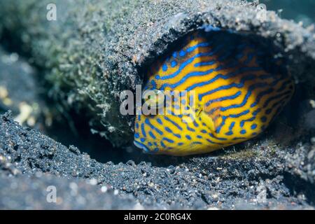 Juvenile Blue or Rippled Triggerfish [Pseudobalistes fuscus] trying to hide in hole.  Lembeh Strait, North Sulawesi, Indonesia. Stock Photo