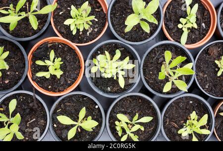 Silene latifolia subsp. alba. Young White Campion plants. Stock Photo