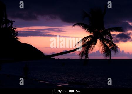 Colorful sunset Silhouette of a horizontal palm tree hanging over the sea at beach in Raja Ampat Stock Photo