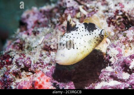 Juvenile Yellowmargin Triggerfish [Pseudobalistes flavimarginatus].  West Papua, Indonesia.  Indo-West Pacific. Stock Photo