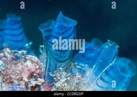 Blue Club Tunicate [Rhopalaea circula].  West Papua, Indonesia.  Indo-West Pacific.