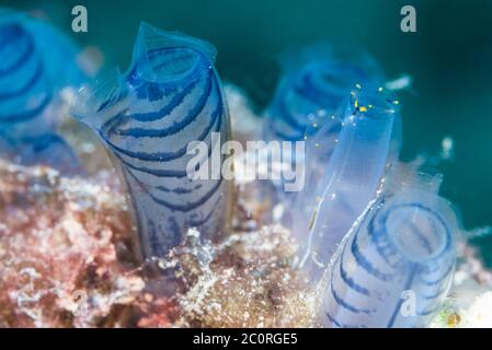 Blue Club Tunicate [Rhopalaea circula].  West Papua, Indonesia.  Indo-West Pacific.