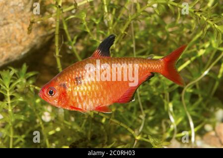 Red tetra fish in a aquarium Stock Photo