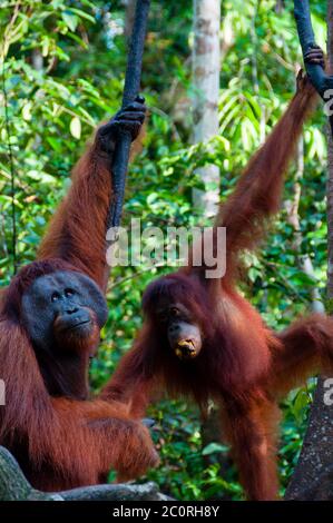 two Orang Utan hanging on a tree in the jungle, Indonesia