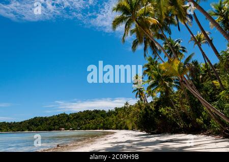 Palm trees at a Tropical Raja Ampat Beach with blue sky and ocean Stock Photo