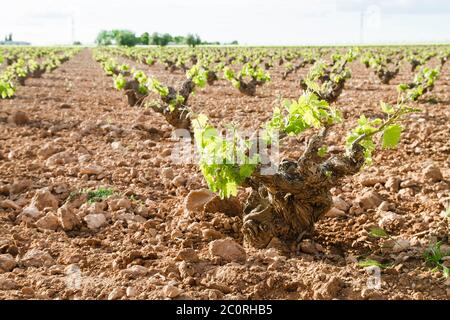 Extensive vineyards fields in La Mancha, Spain Stock Photo