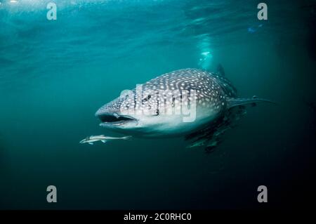 Whale shark [Rhincodon typus] with a large number of Remoras.  Attracted to the fishing nets with small fish under traditional bagan fishing platform. Stock Photo