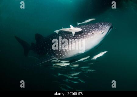 Whale shark [Rhincodon typus] with a large number of Remoras.  Attracted to the fishing nets with small fish under traditional bagan fishing platform. Stock Photo