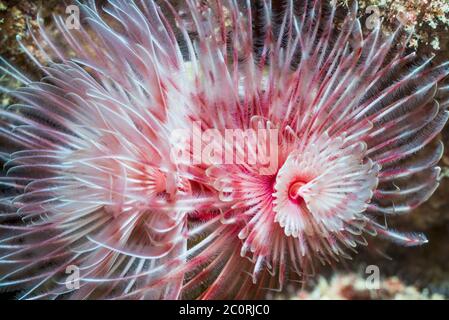 Magnificent Tube Worm [Protula magnififca].  West Papua, Indonesia.  Indo-West Pacific. Stock Photo